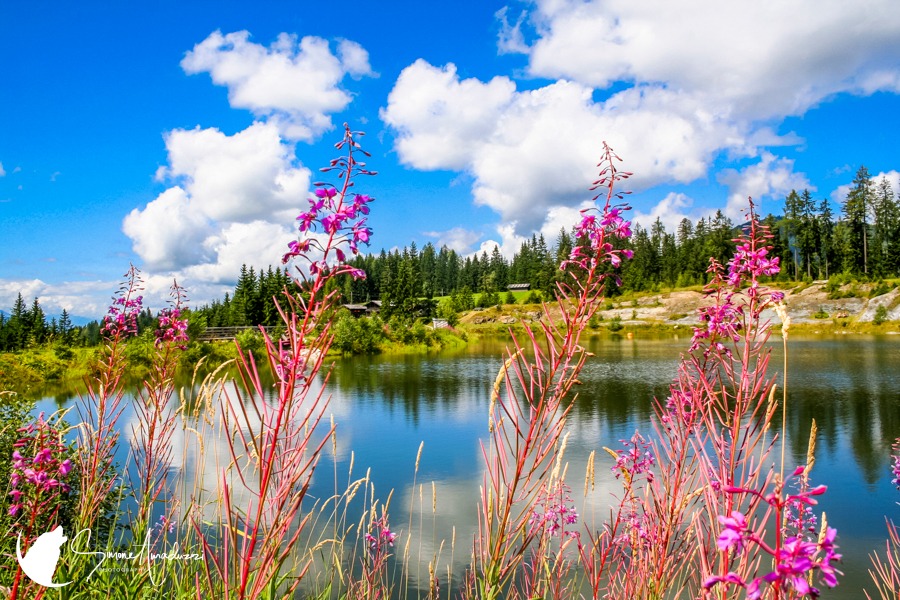 As Little Bells
Another beautiful landscape to consider adding to your wall

For this specific photo, visit: https://simoneamaduzziphotography.com/product/as-little-bells/
For more, visit: linktr.ee/simoneamaduzziphotography
.
.
.
.
#new #2k25 #betterthanever #photography #travel #expedition #journey #photographer #pictureperfect #natgeo #canon #natgeoyourshot #adventure #naturephotography #landscapephotography #wildlifephotography #travelphotography #nationalparks #knittelfeld #austria #mountains #lake #wildflowers #flowers