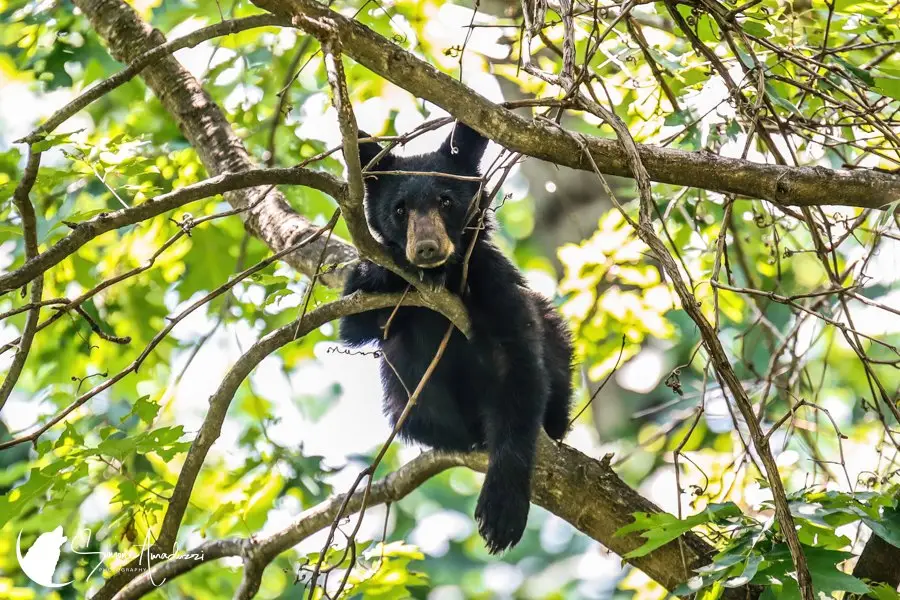 Chillin
Almost to the weekend! Chill out with more photos like this on my website

See this one at: https://simoneamaduzziphotography.com/product/chillin-2/
See more at: linktr.ee/simoneamaduzziphotography
.
.
.
.
#2k25 #canon #natgeo #canonusa #canonphoto #naturelovers #natgeoyourshot #canon1dxmarkii #canonphotography #photo #photography #photographer #Fineart #fineartprints #fineartphoto #fineartphotography #landscape #landscapephotography #animalphotography #wildlifephotography #travelphotography #smokymountains #greatsmokymountains #greatsmokymountainsnationalpark #nationalpark #Tennessee #northcarolina #bears #relatable