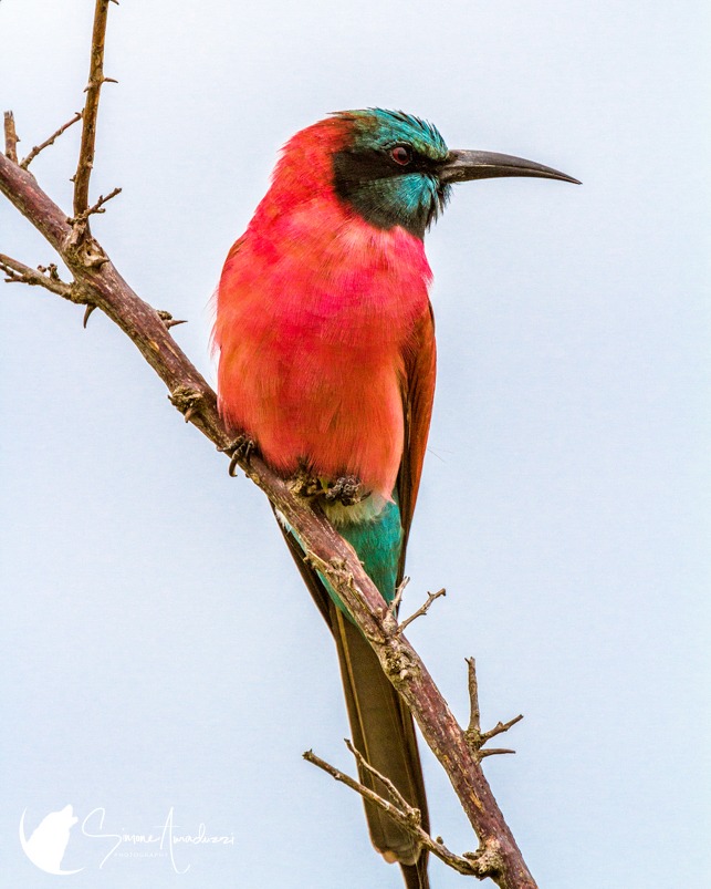 Little But Sharp
Check out my bird collection with over 30 different shots!

You can find this one at: https://simoneamaduzziphotography.com/product/little-but-sharp/
You can find the rest at: linktr.ee/simoneamaduzziphotography
.
.
.
.
#2k25 #photography #travel #expedition #journey #photo #photographer #pictureperfect #natgeo #canon #natgeoyourshot #adventure #naturephotography #landscapephotography #wildlifephotography #nationalparks #murchisonfalls #uganda #africa #birdphotography