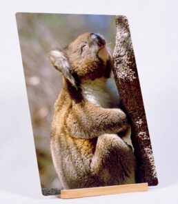 A Stern Look to the Sky