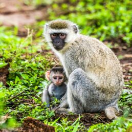 Lake Mburo National Park