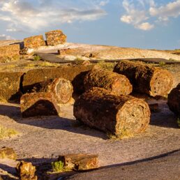 Petrified Forest National Park