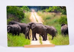 Elephant Trail