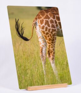 Flyswatter