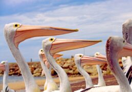 Pelicans