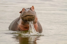 Hippos