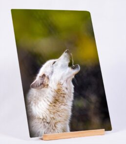 Howl