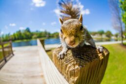 Chipmunks & Squirrels