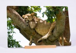 Lazy Afternoon
