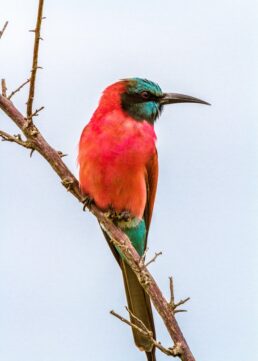 Bee Eaters