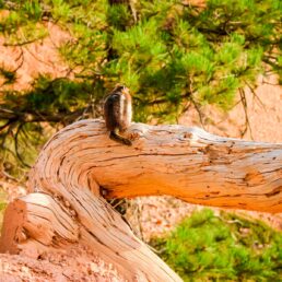 Zion National Park