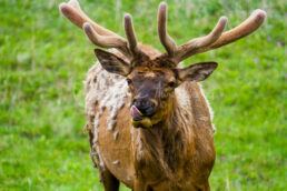 Elks, Deers & Antelopes