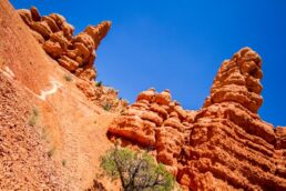 Dixie National Forest