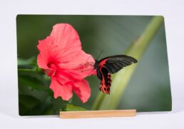 Red Pollination