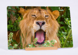 Royal Yawn