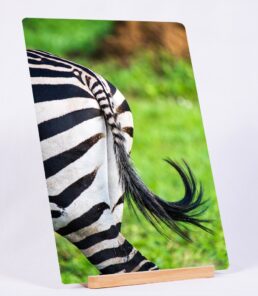 Striped Back