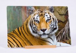 The Eye Of The Tiger