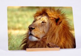 The King's Demeanour
