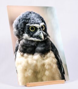 The Spectacled Owl