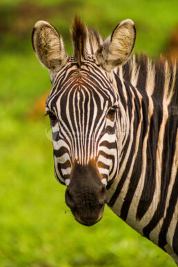 Zebra