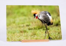 The Weight Of The Crown