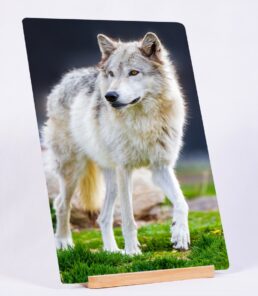 White Fur