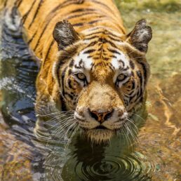 Kanha National Park