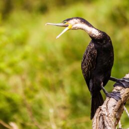 Queen Elizabeth National Park