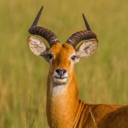 Murchison Falls National Park