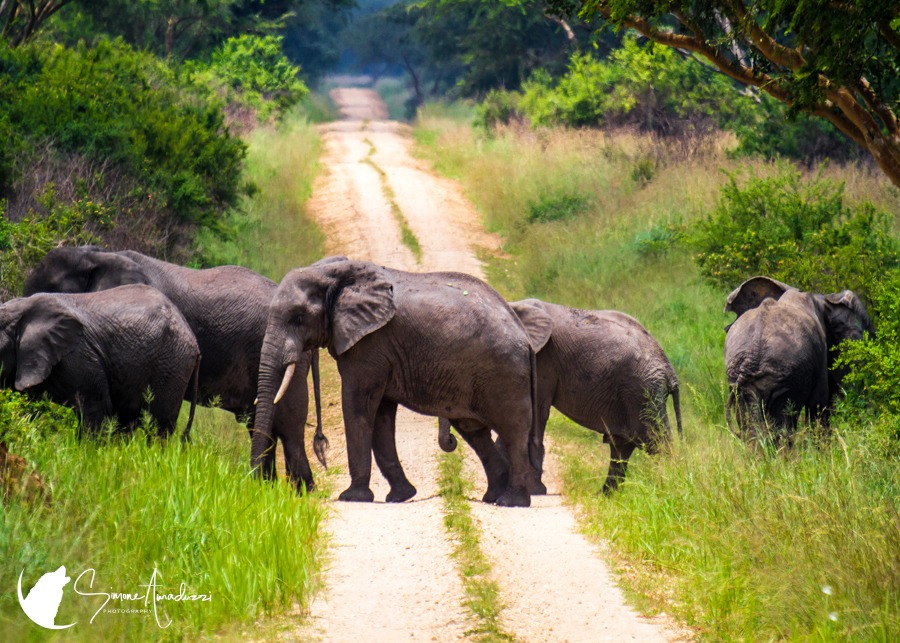 Elephant Trail
Another shot to celebrate Earth Day!

To see this shot, head to https://simoneamaduzziphotography.com/product/elephant-trail/
To see more, head to linktr.ee/simoneamaduzziphotography
.
.
.
.
#2k25 #canon #natgeo #canonusa #canonphoto #naturelovers #natgeoyourshot #canon1dxmarkii #canonphotography #photo #photography #photographer #Fineart #fineartprints #fineartphoto #fineartphotography #landscape #landscapephotography #animalphotography #wildlifephotography #travelphotography #uganda #africa #elephants #nationalpark