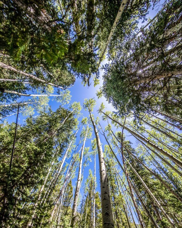 Looking Up
What interesting angles have you found?

For details on this photo, head to https://simoneamaduzziphotography.com/product/looking-up-3/
For more photos, visit linktr.ee/simoneamaduzziphotography
.
.
.
.
#2k25 #photography #travel #expedition #journey #photographer #pictureperfect #natgeo #canon #natgeoyourshot #adventure #naturephotography #landscapephotography #wildlifephotography #nationalparks #maroonbells #aspen #aspencolorado #forest #trees #blueskies