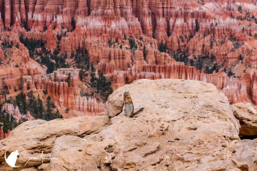 Greetings From Bryce
What national parks will you be visiting this summer? You can find my collection on my website!

To see this photo, visit https://simoneamaduzziphotography.com/product/greetings-from-bryce/
To see more, visit linktr.ee/simoneamaduzziphotography
.
.
.
.
#canon #photo #canonusa #canonphoto #canonitaly #canonphotography #natgeo #nationalgeographic #natgeoyourshot #mysteryfalls #naturephotographer #naturephotography #travel #travelphotographer #picture #pictureperfect #nationalpark #brycecanyonnationalpark #brycecanyon #bryce #visitutah #utah