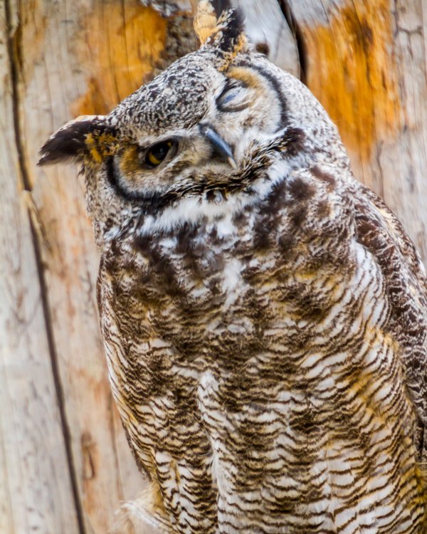 ‘Hey, How You Doin?’
How's your Monday going?

To see this one, visit https://simoneamaduzziphotography.com/product/heyhow-you-doin/
To see more, visit linktr.ee/simoneamaduzziphotography
.
.
.
.
#artstagram #2k25 #photography #fineart #fineartphotogrpahy #photo #photographer #pictureperfect #natgeo #canon #natgeoyourshot #adventure #naturephotography #landscapephotography #animalphotography #travelphotography #yellowstone #yellowstonenationalpark #nationalpark #owl #owlsofinstagram