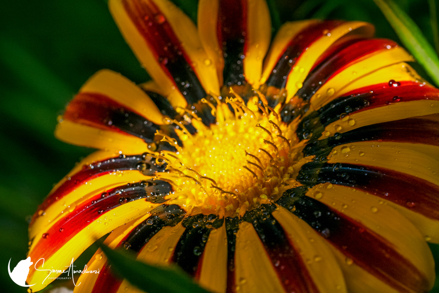 Irresistable
Frame this photo by visiting my website!

For details, head to https://simoneamaduzziphotography.com/product/irresistable/
Head to linktr.ee/simoneamaduzziphotography
.
.
.
.
#2k25 #canon #natgeo #canonusa #canonphoto #naturelovers #natgeoyourshot #canon1dxmarkii #canonphotography #photo #photography #photographer #Fineart #fineartprints #fineartphoto #fineartphotography #landscape #landscapephotography #animalphotography #wildlifephotography #travelphotography #flowers #italy