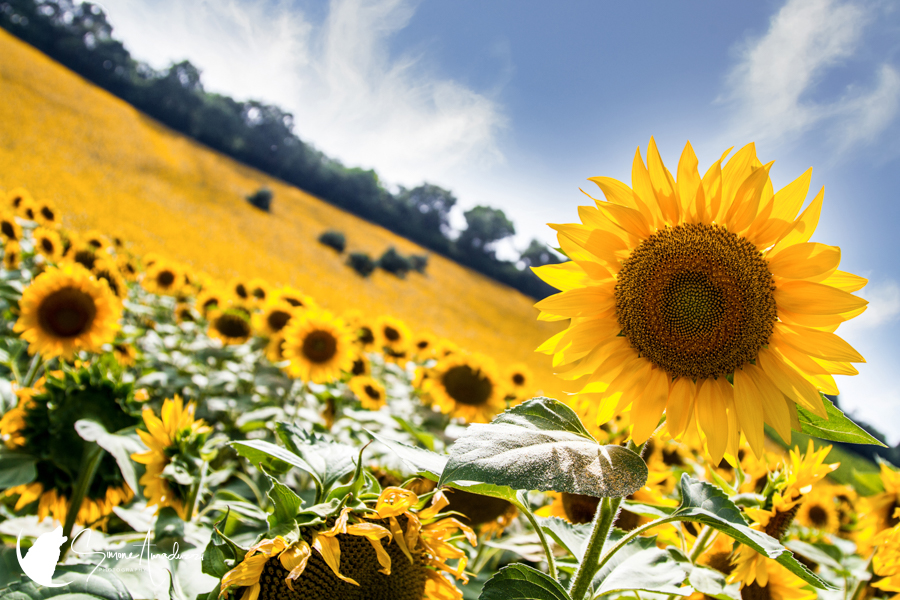 Staring At You
You can brighten up your home this summer with a canvas or acrylic of this shot!

For details, head to https://simoneamaduzziphotography.com/product/staring-at-you/
For more, head to linktr.ee/simoneamaduzziphotography
.
.
.
.
#2k25 #canon #natgeo #canonusa #canonphoto #naturelovers #natgeoyourshot #canon1dxmarkii #canonphotography #photo #photography #photographer #Fineart #fineartprints #fineartphoto #fineartphotography #landscape #landscapephotography #animalphotography #wildlifephotography #travelphotography #flowers #italy