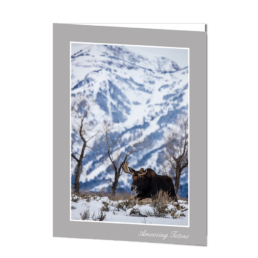 Amoosing Tetons