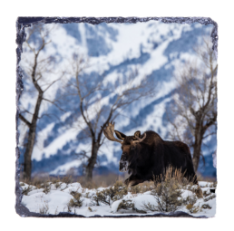 Amoosing Tetons