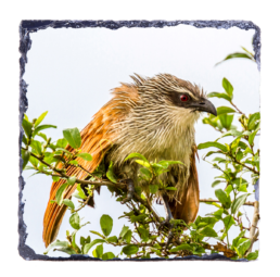 Angry Bird