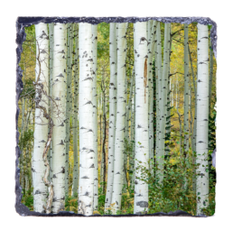Aspens