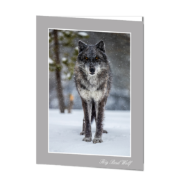 Big Bad Wolf