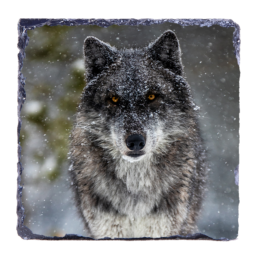 Big Bad Wolf