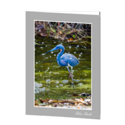 Blue Bath