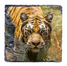 Cats Hate Baths