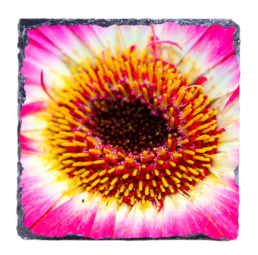 Color Explosion