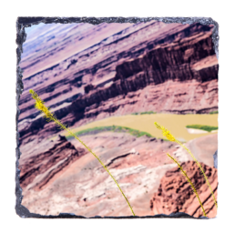 Desert Blooming