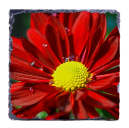 Drops Of Life