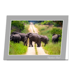 Elephant Trail
