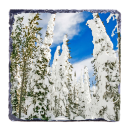 Ghost Trees