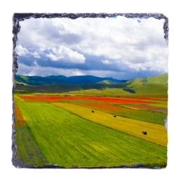 God's Brushes