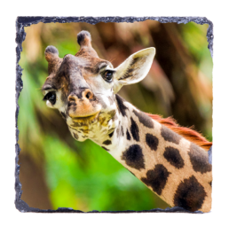 Have You Seen My Ear?